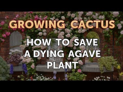 How to Make a Cactus Grow Faster