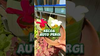 Auto Pergi ‼️ Cara Usir Kecoa Tanpa Menyentuh ##bahanalami #infarm #infarmid #berkebun #kecoa