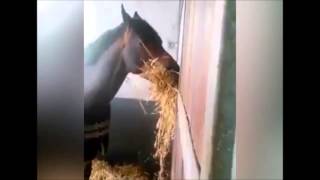 Beautiful Example of Friendship i ever seen - Horse Videos