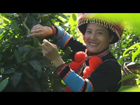 Video nổi bật Festival Trà