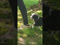Mini Bernedoodle dogs for sale: Riley - Video 1