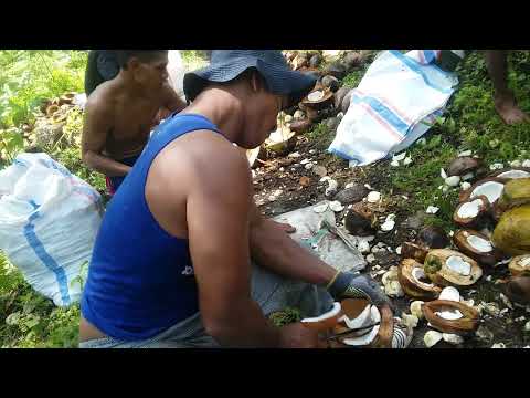 Cara buat kopra di halmahera Barat.