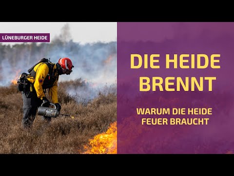 Die Heide BRENNT | Die nachhaltigste Pflege für das Naturschutzgebiet der Lüneburger Heide 💜