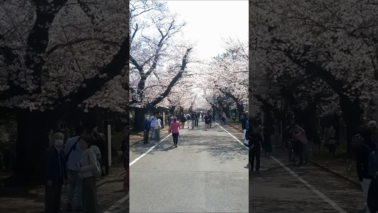 東京・谷中霊園の満開の桜　Cherry blossoms in full bloom at Yanaka Cemetery in Tokyo