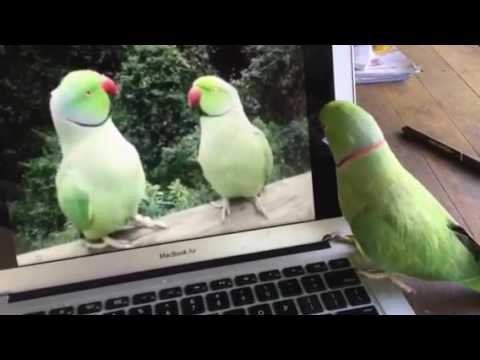 BIRD TALK - computer chat