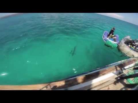 IES Abroad Galápagos