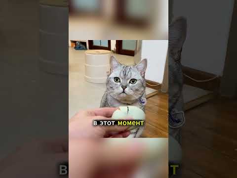 Эта кошка думала, что снесла яйцо… но потом произошло нечто невероятное! 🐱🥚