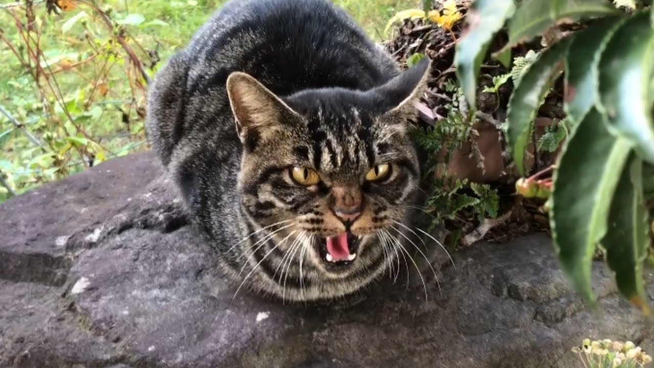 にゃ～ん にゃ～ん シャーッ