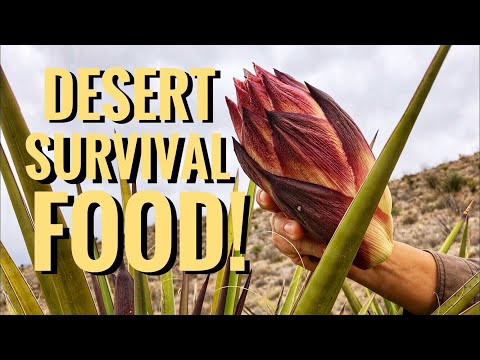 Desert Survival Food: Yucca Stalk -Junkyard Fox