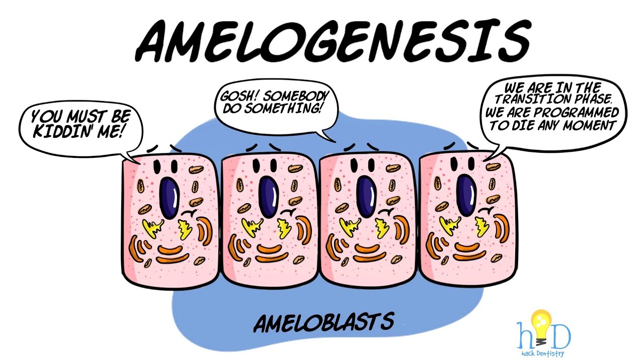 Amelogenesis - HackDentistry
