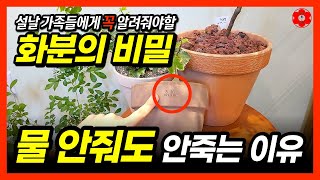 [설날특집] 수경식물, 수경재배도 아닌데 물 안줘도 안죽는 이유ㅣ분갈이 화분 고르는 방법