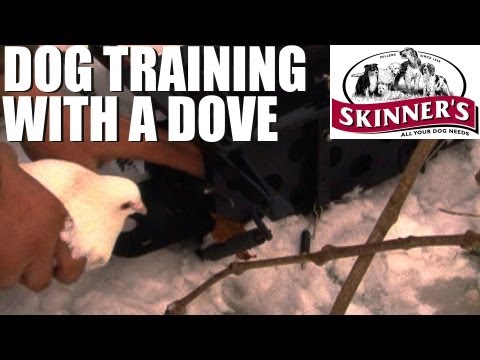 Gundog training tips – How to use a dove launcher Gundog training tips – How to use a dove launcher