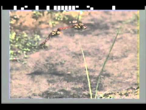 アキアカネの産卵