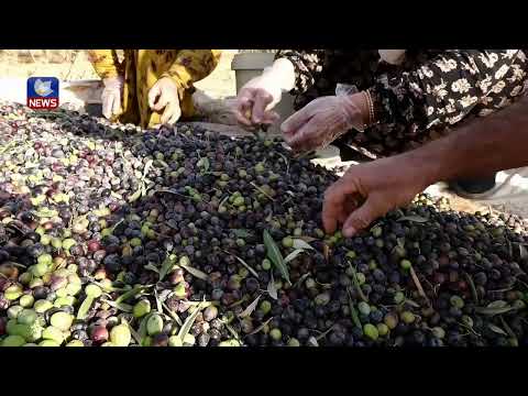 سەیری ڤیدیۆکە بکەن .. وەرزی چنینەوەی بەرهەمی زەیتونە لە ڕۆژئاوای كوردستان
