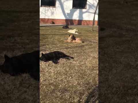 Noshi-2 und Legeny/06