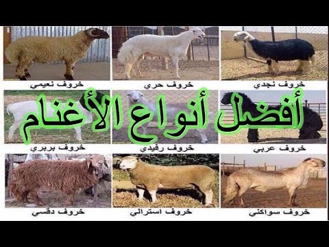 , title : 'أشهر سلالات الاغنام في العالم * The most famous sheep breeds in the world'