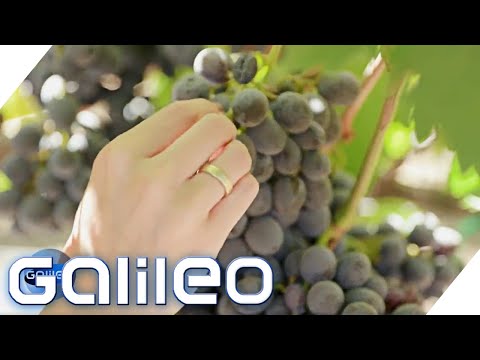 Die Gummibärchen-Traube: Wie Wissenschaftler die "perfekte Süßigkeit" züchten | Galileo | ProSieben