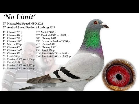 No Limit - 1st National Ace bird Speed NPO 2022