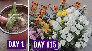 Grow Chrysanthemum in 4 Inch Pot  &amp; Get HEAVY Flowering