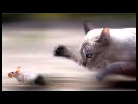 Binary Finary vs. Pulse & Sphere - High Stress (Original Mix)