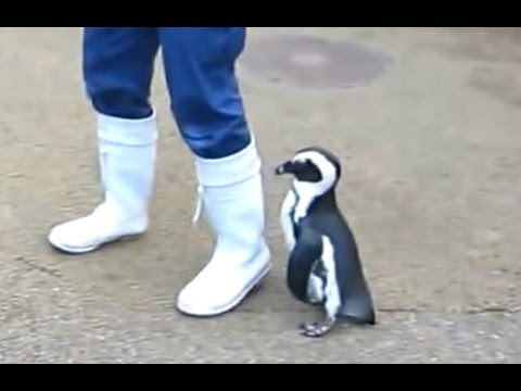 Penguins rockhopper amazinganimalphotos Penguins – A Cute And Funny Penguin Videos Compilation – berangberangs