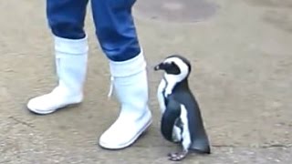 Penguins - A Cute And Funny Penguin Videos Compilation || NEW HD