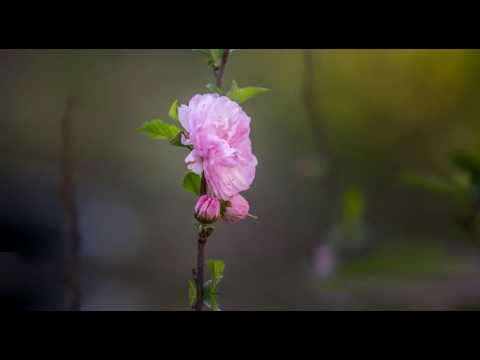 勿忘我花——————“Forget-Me-Not &quot;