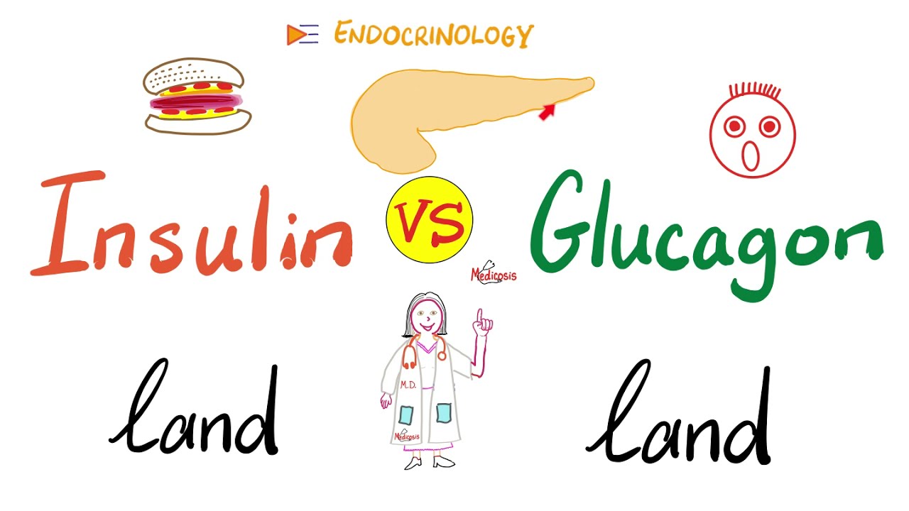 Insulin world vs. Glucagon world - A Tale of Two Hormones - Feeding vs Fasting - Endocrinology