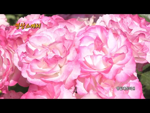 영일대장미원
