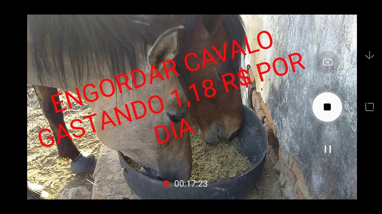 Como engordar cavalo gastando pouco! | Marcone Nunes