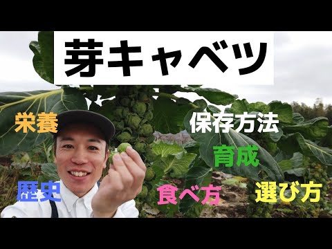 芽キャベツは生で食べられますか? 植物