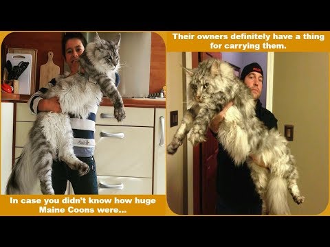 21 Majestic Maine Coon Cats That Will Show You Who’s the Boss