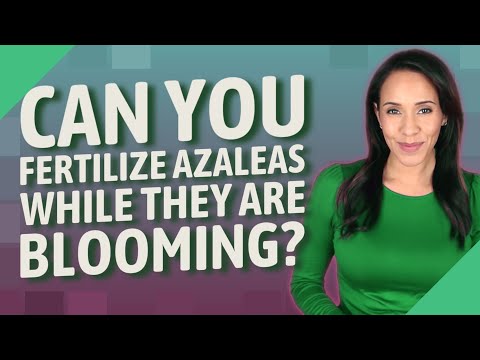 Can you fertilize azaleas while they are blooming?