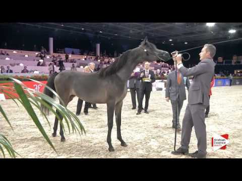N.1 MIMI NK - Paris 2015 - Yearling Fillies (Class CM1 A)
