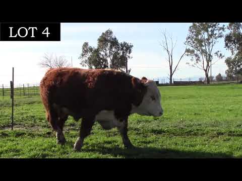 lot 4 Lambert Ringleader 187J