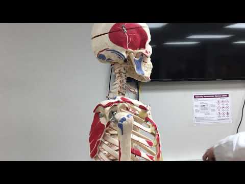 Deltoid Muscle - Origin, Insertion, & Action