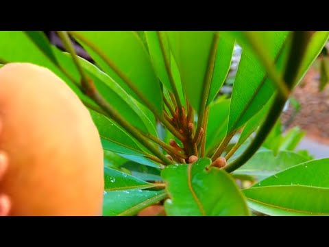 download lagu mp3 mp4 Sawo, download lagu Sawo gratis, unduh video klip Sawo