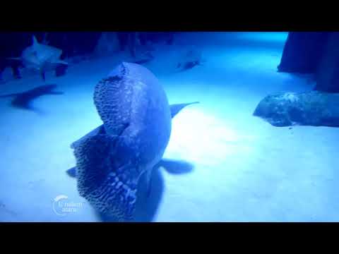 U našem ataru ep. 121 25.08.2018. NAJAVA