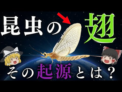 内翅目について詳しく解説