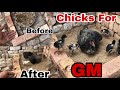 Aseel Chicks For GM|