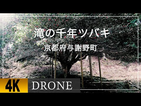 【滝の千年ツバキ】千年椿の愛称で親しまれる「滝のツバキ」ツバキ科ツバキ属ヤブツバキ。日本古来の原種の椿であり、園芸品種名ではクロツバキと称するが、改良された園芸品種とはやや趣を異にする。
