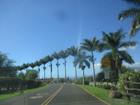 Cuban Royal Palms lining a Driveway