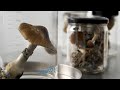 FULL EPISODE The Psychedelic Frontier VeraCity