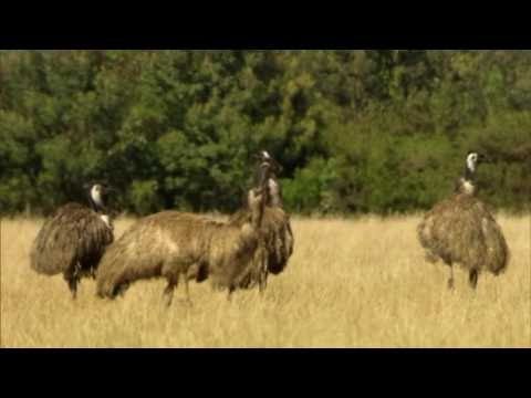 Wild Australia with Ray Mears S01E03 Bush