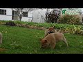 Shiba Inu dogs for sale: Nick  - Video 1