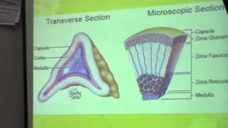 15) Dr.Doaa 30-4-2015 [Development of Diaphragm-suprarenal gland-pituitary gland]