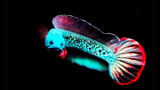 Download lagu The Most Gentle Channa Snakehead Fish - Channa Barca Fish Moving to New Tank, beautiful Channa Barca mp3 Download lagu The Most Gentle Channa Snakehead Fish - Channa Barca Fish Moving to New Tank, beautiful Channa Barca mp3