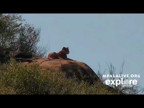 Naserian - Lioness with cubs