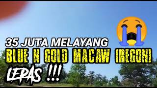 Download lagu 35 juta melayang. Regon siburung macaw lepas !!!! mp3