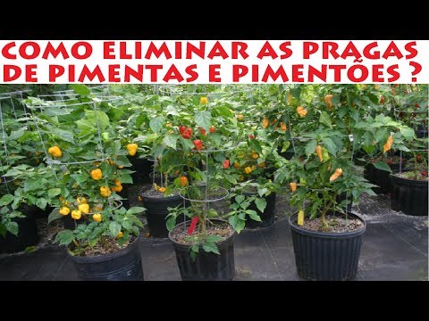 , title : 'Como eliminar as pragas das Pimentas e Pimentões ( ácaros )'